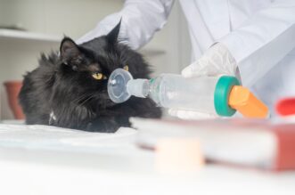 How to Deal With Asthma Attack in Cats 47