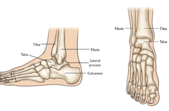 The Importance of the Talus Bone in Maintaining Stability and Mobility of the Ankle Joint 1