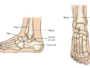 The Importance of the Talus Bone in Maintaining Stability and Mobility of the Ankle Joint 52